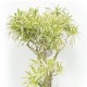 リラクゼーション効果が科学的に実証されている室内観葉植物のススメ