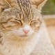 睡眠を深めるための儀式『ストレッチ』